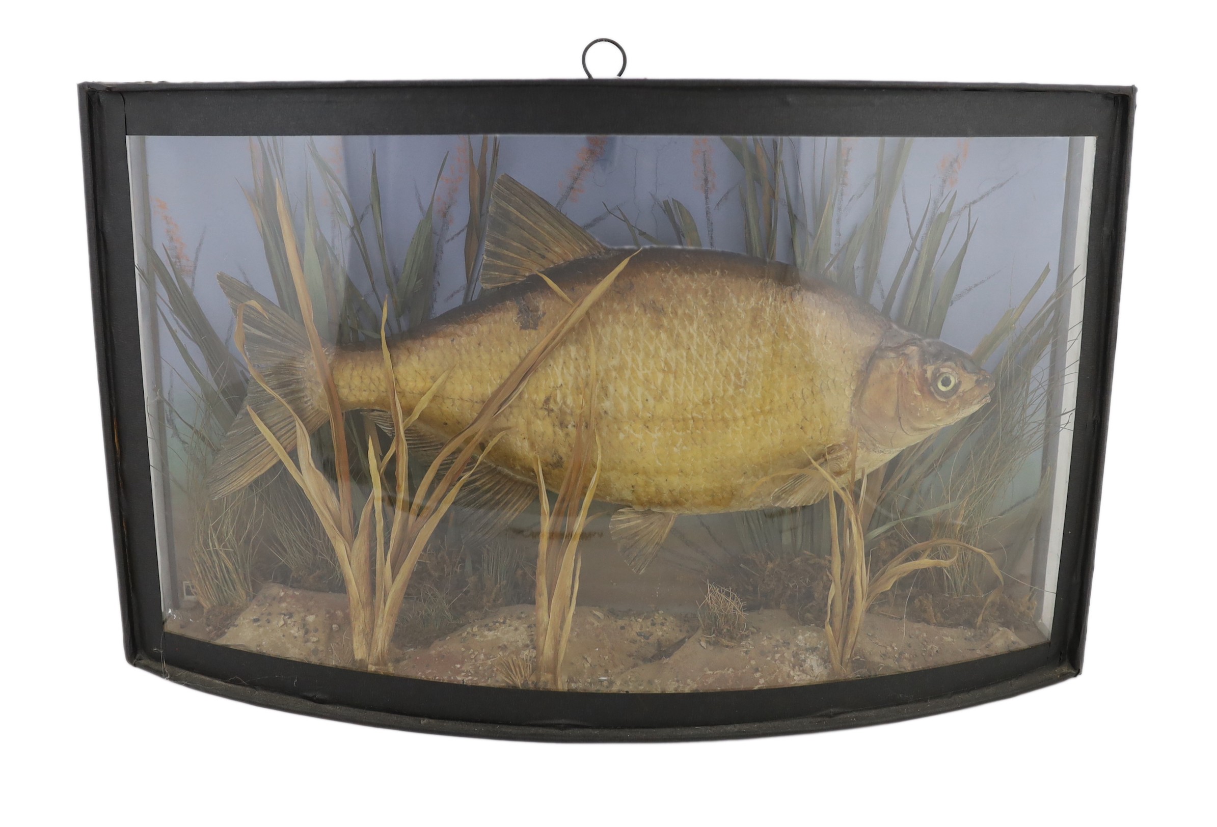 A W.F. Homer taxidermic bream, width 61cm, depth 16cm, height 37cm